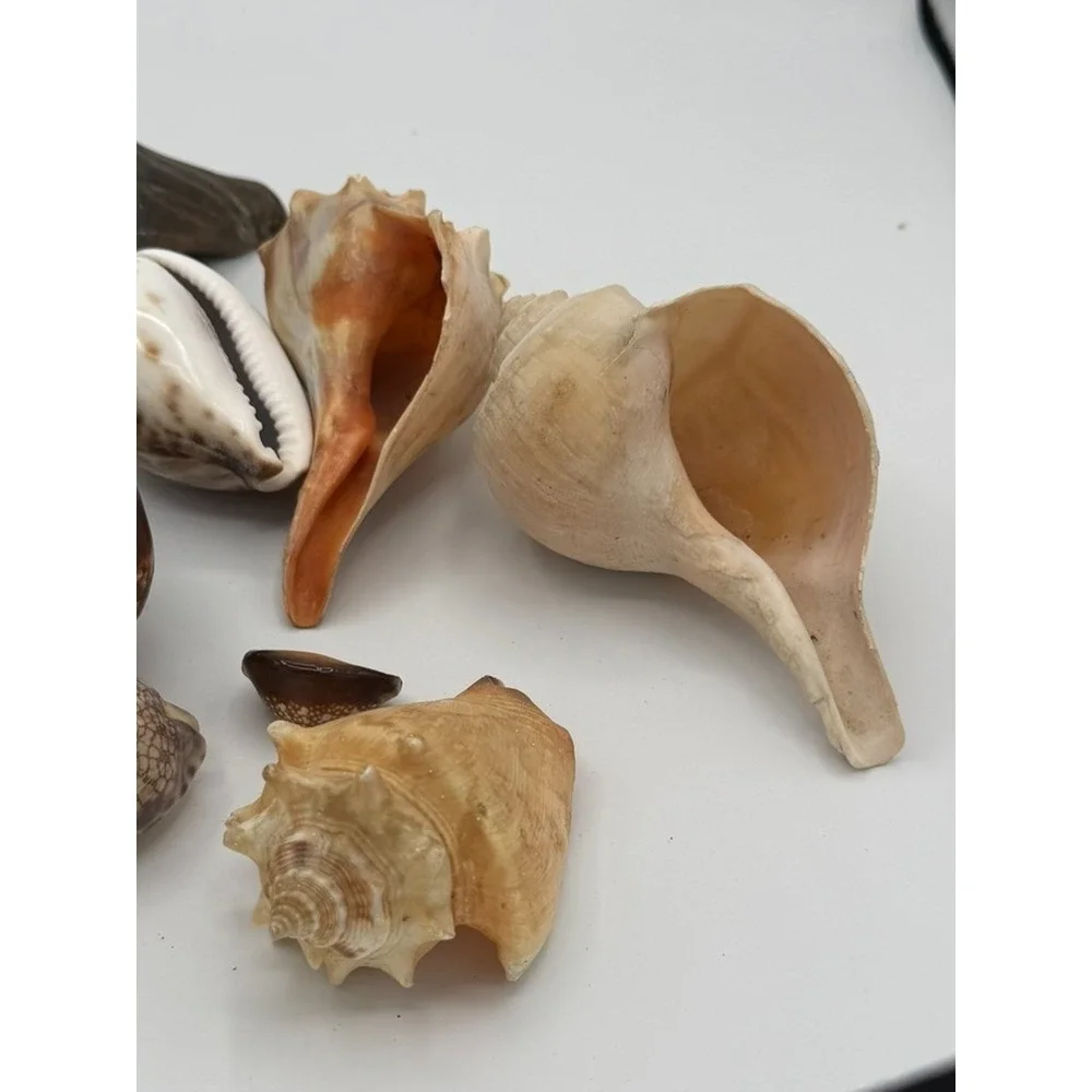 Mixed Seashell Lot Conch Cowrie Ocean Shells Assorted Beach Decor Craft Display